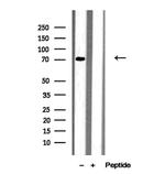 MEPCE Antibody in Western Blot (WB)