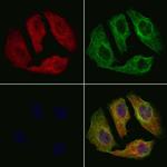 PER2 Antibody in Immunocytochemistry (ICC/IF)