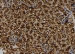 MGRN1 Antibody in Immunohistochemistry (Paraffin) (IHC (P))