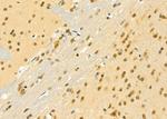 MGRN1 Antibody in Immunohistochemistry (Paraffin) (IHC (P))