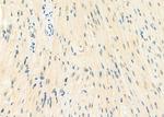 MGRN1 Antibody in Immunohistochemistry (Paraffin) (IHC (P))