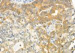 MGRN1 Antibody in Immunohistochemistry (Paraffin) (IHC (P))