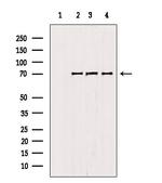 MGRN1 Antibody in Western Blot (WB)