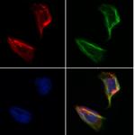 SEC24A Antibody in Immunocytochemistry (ICC/IF)