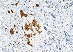 SEC24A Antibody in Immunohistochemistry (Paraffin) (IHC (P))