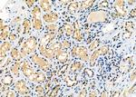 SEC24A Antibody in Immunohistochemistry (Paraffin) (IHC (P))