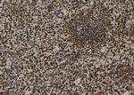 SFPQ Antibody in Immunohistochemistry (Paraffin) (IHC (P))