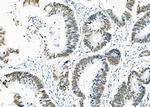 SFPQ Antibody in Immunohistochemistry (Paraffin) (IHC (P))