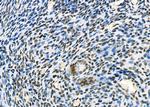 SFPQ Antibody in Immunohistochemistry (Paraffin) (IHC (P))