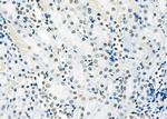 SFPQ Antibody in Immunohistochemistry (Paraffin) (IHC (P))