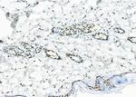 SFPQ Antibody in Immunohistochemistry (Paraffin) (IHC (P))