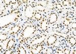 SFPQ Antibody in Immunohistochemistry (Paraffin) (IHC (P))