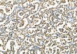 SFPQ Antibody in Immunohistochemistry (Paraffin) (IHC (P))