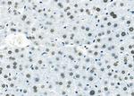 SFPQ Antibody in Immunohistochemistry (Paraffin) (IHC (P))