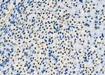 SFPQ Antibody in Immunohistochemistry (Paraffin) (IHC (P))