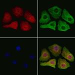 SMOX Antibody in Immunocytochemistry (ICC/IF)