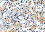 SMOX Antibody in Immunohistochemistry (Paraffin) (IHC (P))