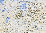 SMOX Antibody in Immunohistochemistry (Paraffin) (IHC (P))