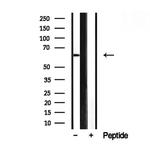 SMOX Antibody in Western Blot (WB)