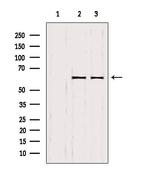 SMOX Antibody in Western Blot (WB)