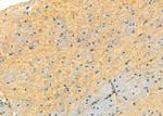 Syndecan 3 Antibody in Immunohistochemistry (Paraffin) (IHC (P))