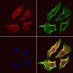 Syndecan 3 Antibody in Immunocytochemistry (ICC/IF)