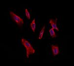 Syndecan 3 Antibody in Immunocytochemistry (ICC/IF)