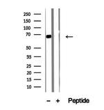 Syndecan 3 Antibody in Western Blot (WB)