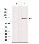 Syndecan 3 Antibody in Western Blot (WB)