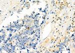 TMSB4X Antibody in Immunohistochemistry (Paraffin) (IHC (P))