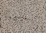 TNP1 Antibody in Immunohistochemistry (Paraffin) (IHC (P))