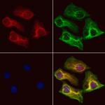 UQCRC1 Antibody in Immunocytochemistry (ICC/IF)