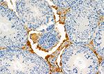 BAMBI Antibody in Immunohistochemistry (Paraffin) (IHC (P))