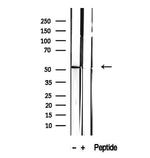 CALCOCO2 Antibody in Western Blot (WB)