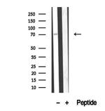 CCDC93 Antibody in Western Blot (WB)