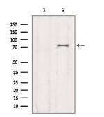 CCDC93 Antibody in Western Blot (WB)