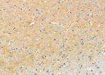 Drebrin Antibody in Immunohistochemistry (Paraffin) (IHC (P))