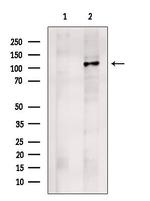 Drebrin Antibody in Western Blot (WB)