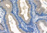 ETFDH Antibody in Immunohistochemistry (Paraffin) (IHC (P))