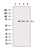 ETFDH Antibody in Western Blot (WB)