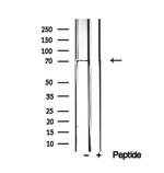 EXOC5 Antibody in Western Blot (WB)