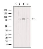 EXOC5 Antibody in Western Blot (WB)