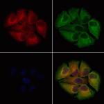 GPD2 Antibody in Immunocytochemistry (ICC/IF)