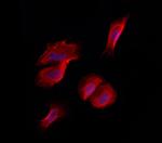 LRP130 Antibody in Immunocytochemistry (ICC/IF)