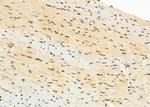 LRP130 Antibody in Immunohistochemistry (Paraffin) (IHC (P))