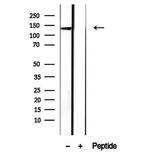 LRP130 Antibody in Western Blot (WB)