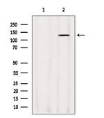 LRP130 Antibody in Western Blot (WB)