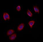 MTHFD1L Antibody in Immunocytochemistry (ICC/IF)