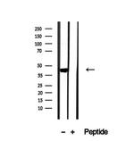 OXA1L Antibody in Western Blot (WB)