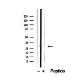 REEP2 Antibody in Western Blot (WB)